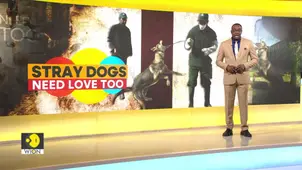 Morocco and India Share the Same Menace of Stray Dogs