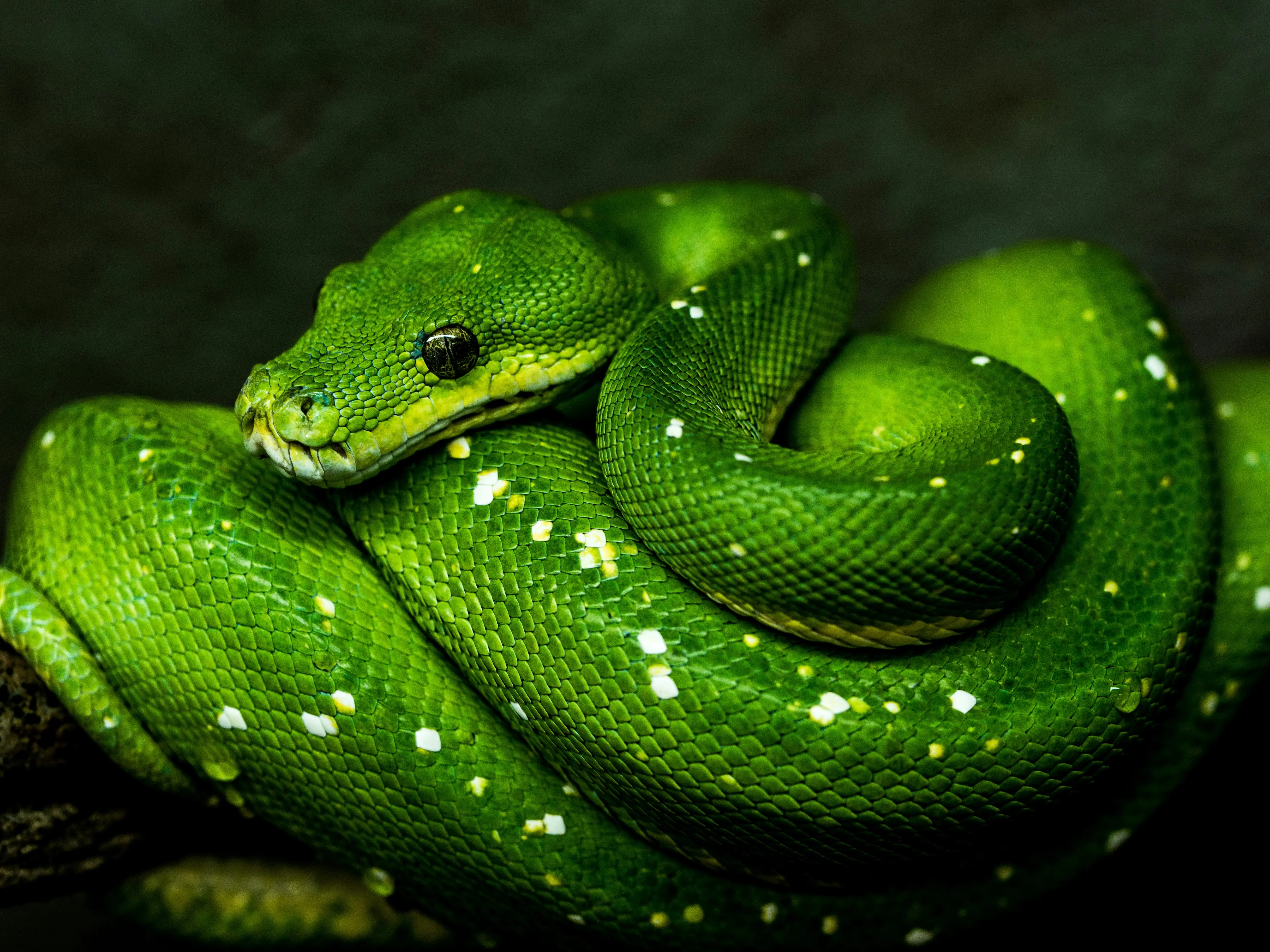 THESE animals can detect natural disasters before they strike | IN PICS