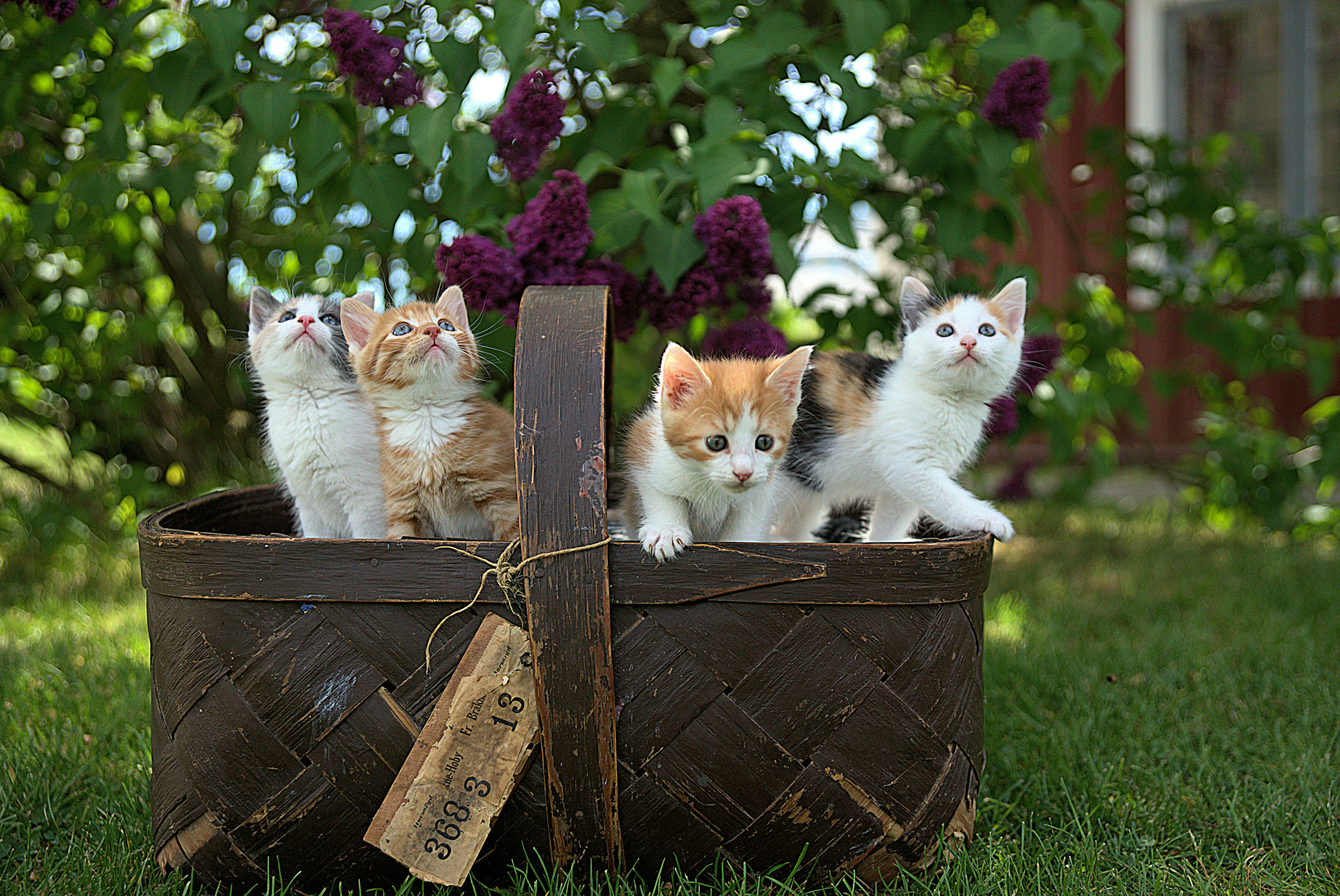 4. Cats