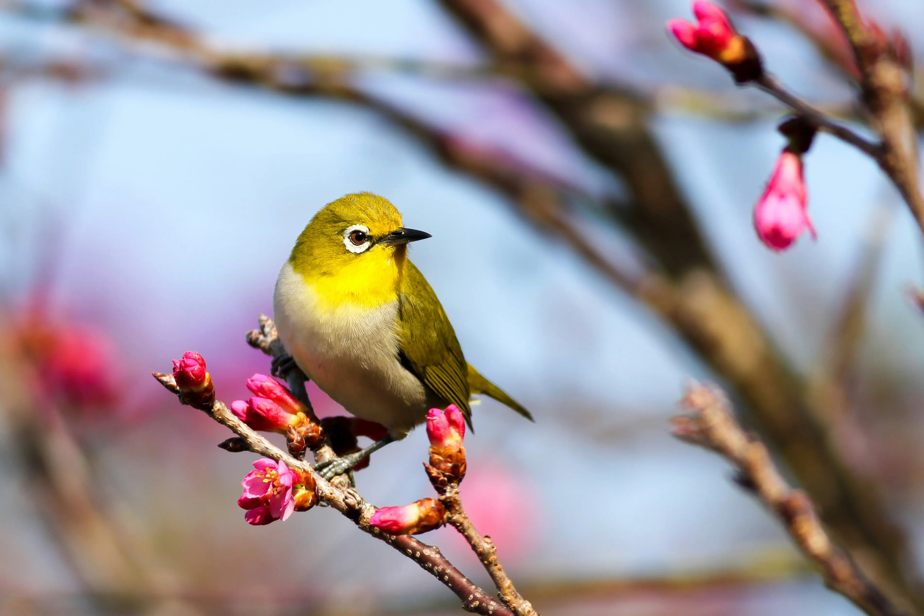 5. Birds