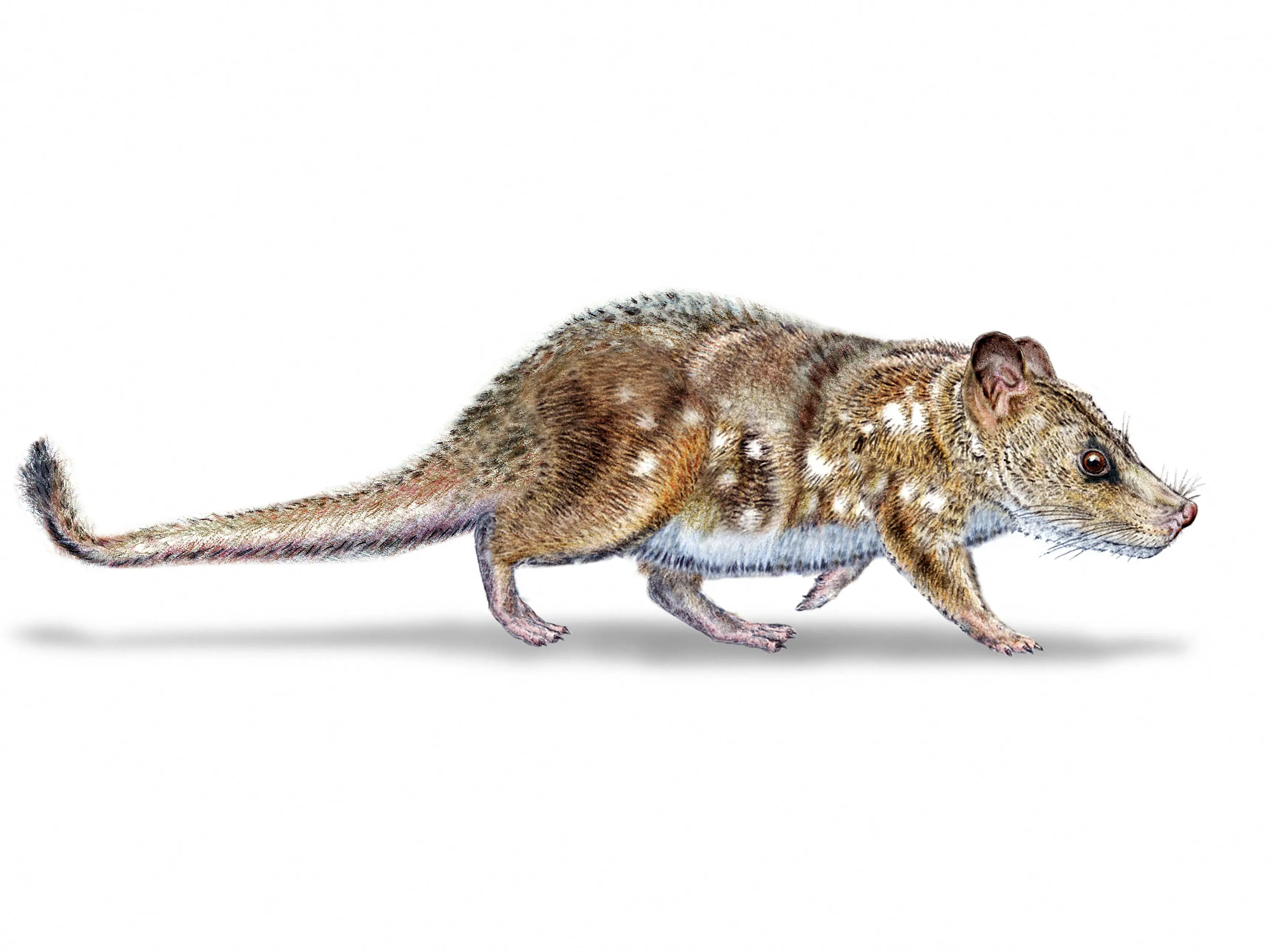 What is Yeutherium Pressor? 74-million-year-old fossil reveals secrets of a rodent-like mammal