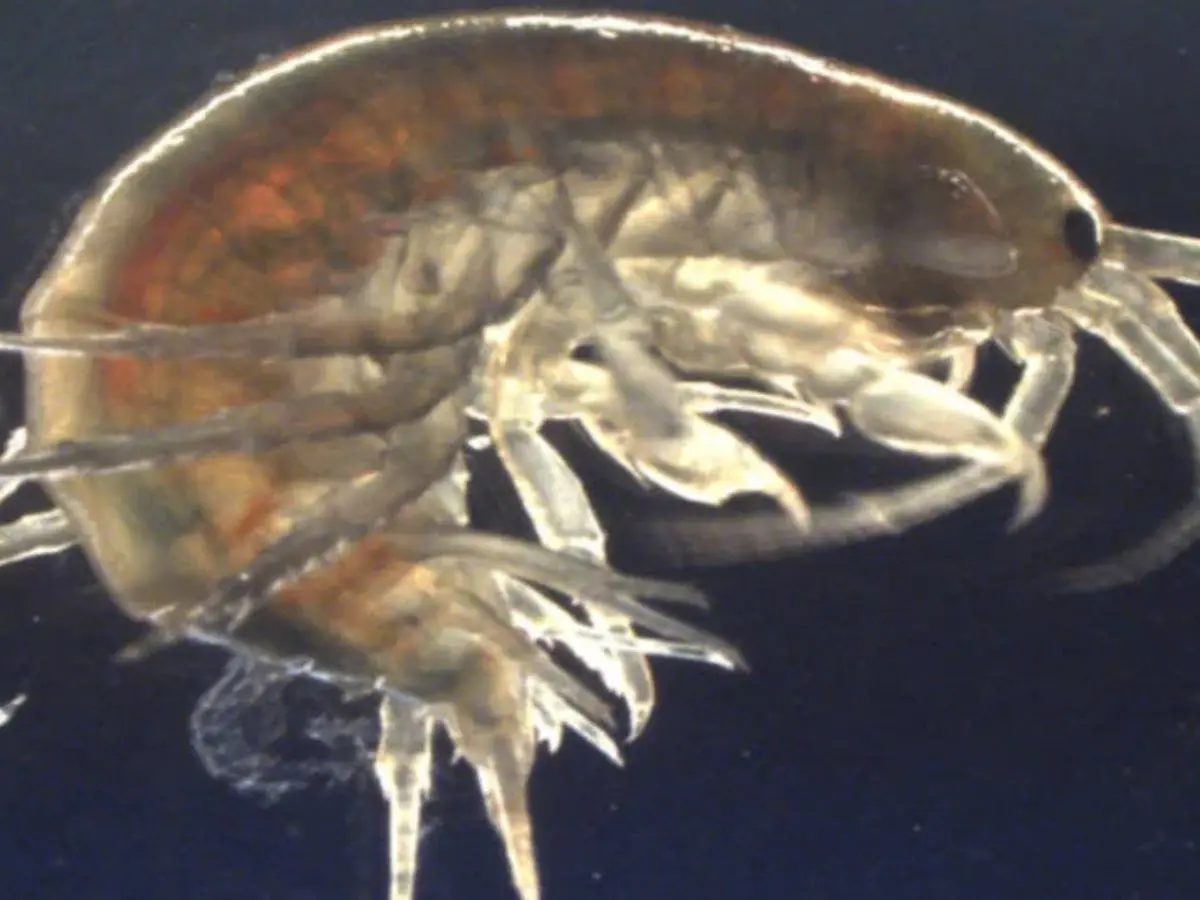 Cocaine, ketamine, xanax, valium found in shrimps tested in England's waterways Cocaine, ketamine, xanax, valium found in shrimps tested in England's waterways