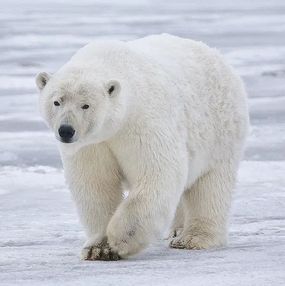 En Alaska, vous pouvez voir des ours polaires