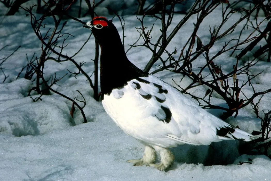 Le moustique est-il vraiment « l’oiseau emblématique » de l’Alaska ?