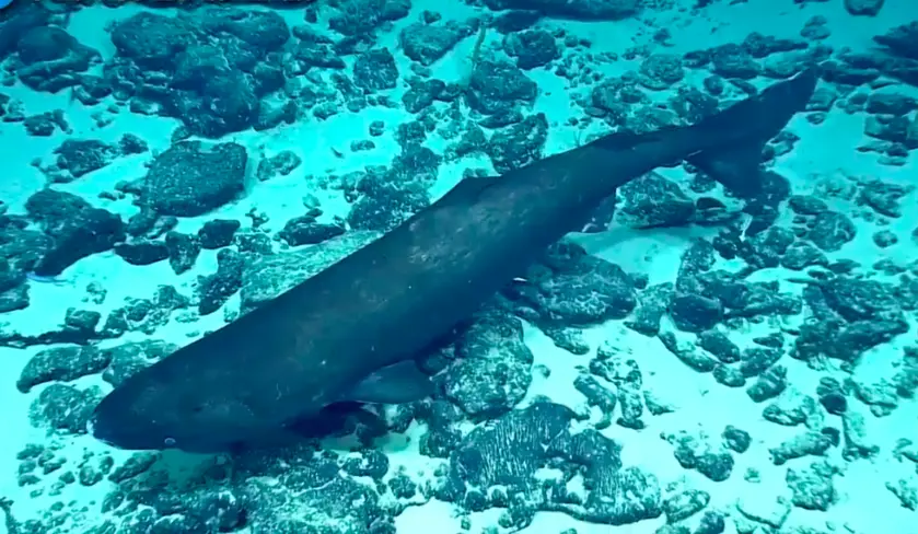 L’Alaska abrite-t-elle le monstre du Loch Nech ?