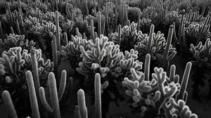 Black Coral - up to 5,000 years