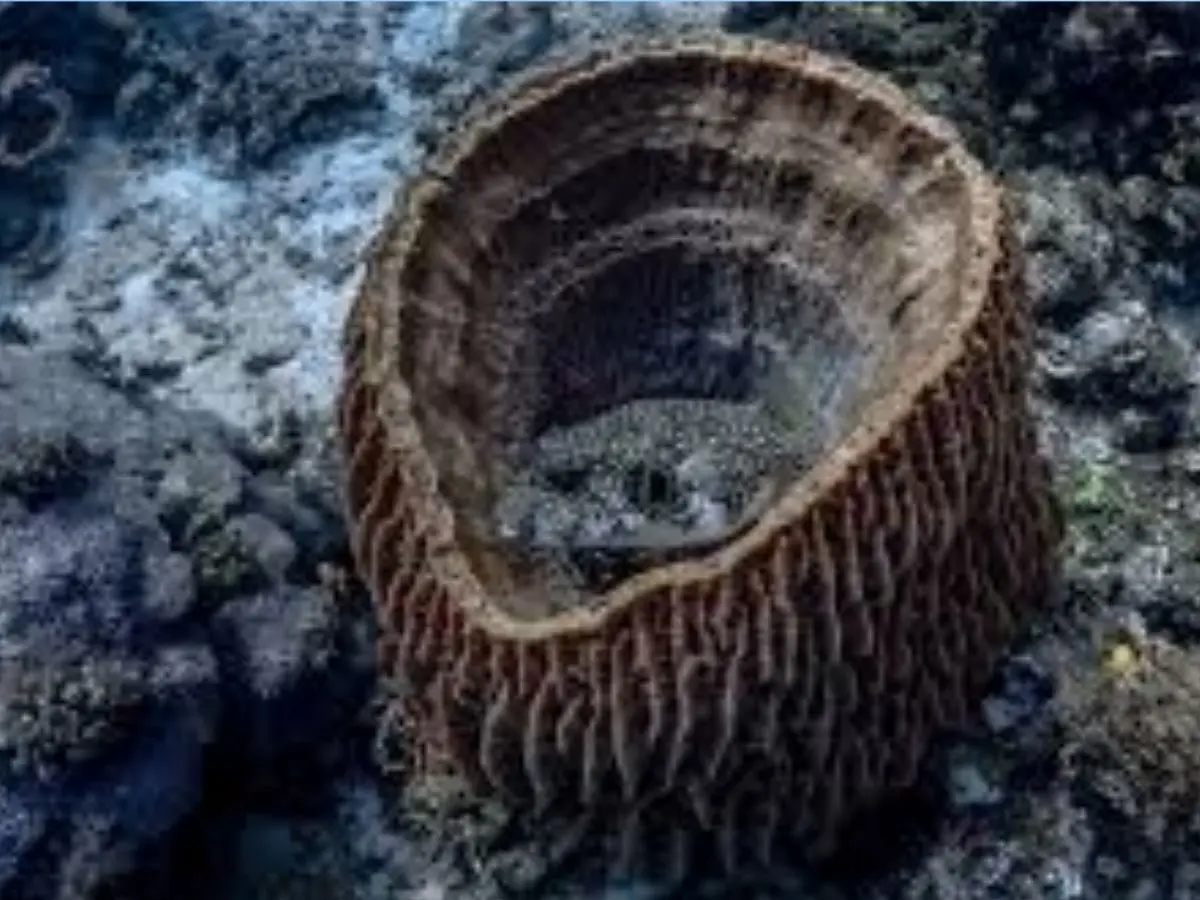 Giant Barrel Sponges - up to 2,300 years