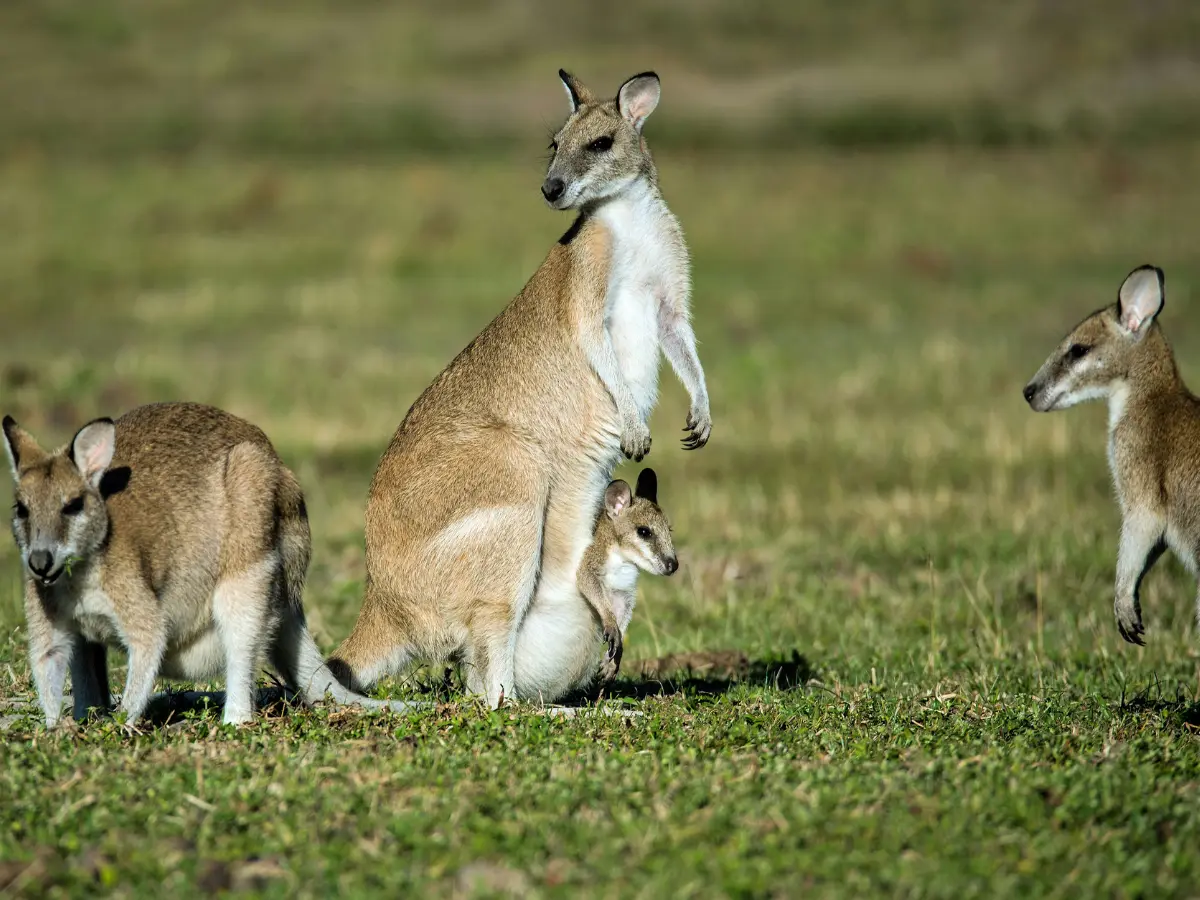Why Wild Animals Need Quiet Places to Survive