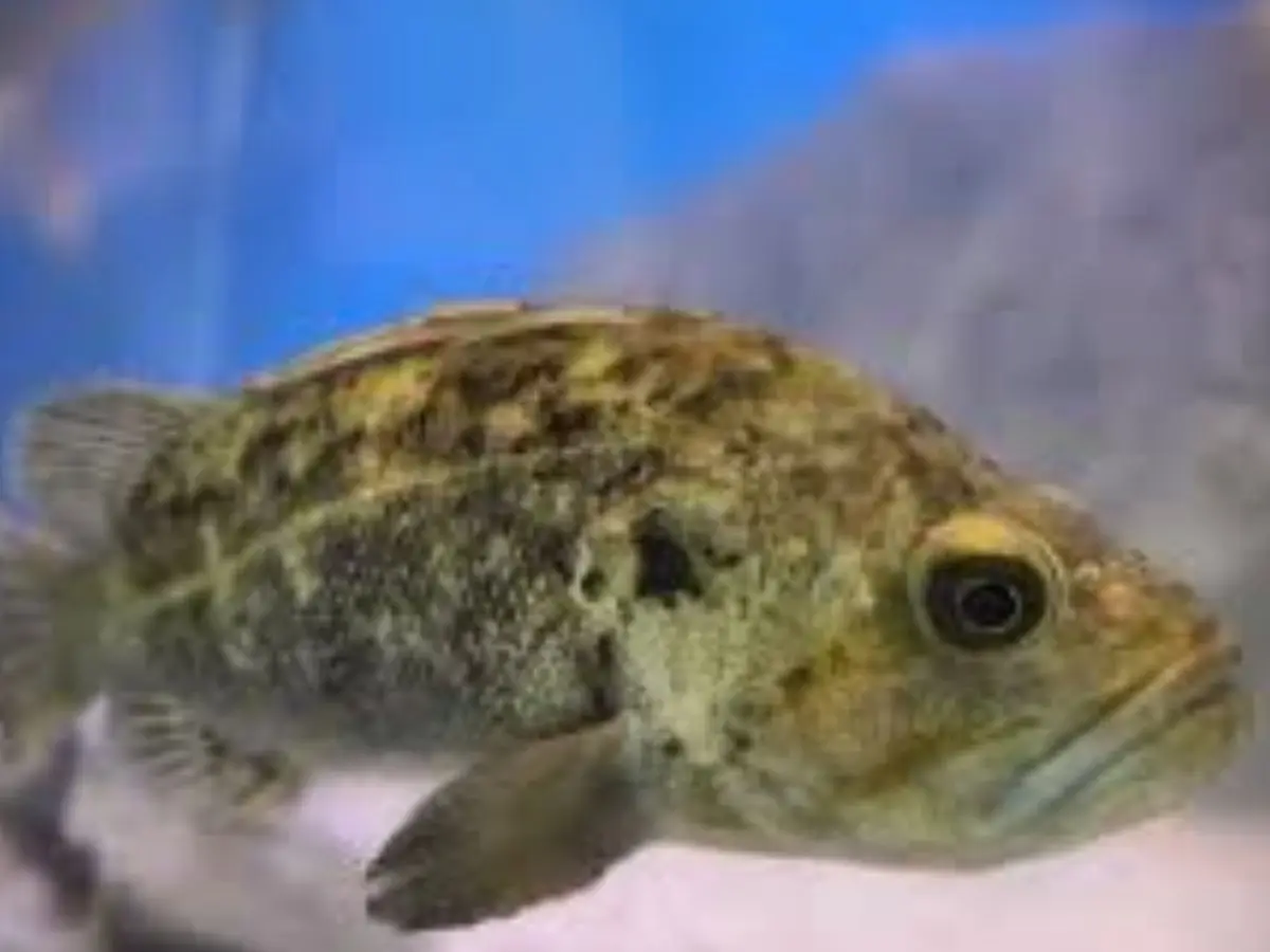 Rougheye Rockfish - up to 200 years
