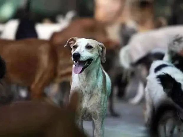 'Undertake a special drive to remove stray dogs': Rajasthan High Court follows suit after Supreme Court order 'Undertake a special drive to remove stray dogs': Rajasthan High Court follows suit after Supreme Court order