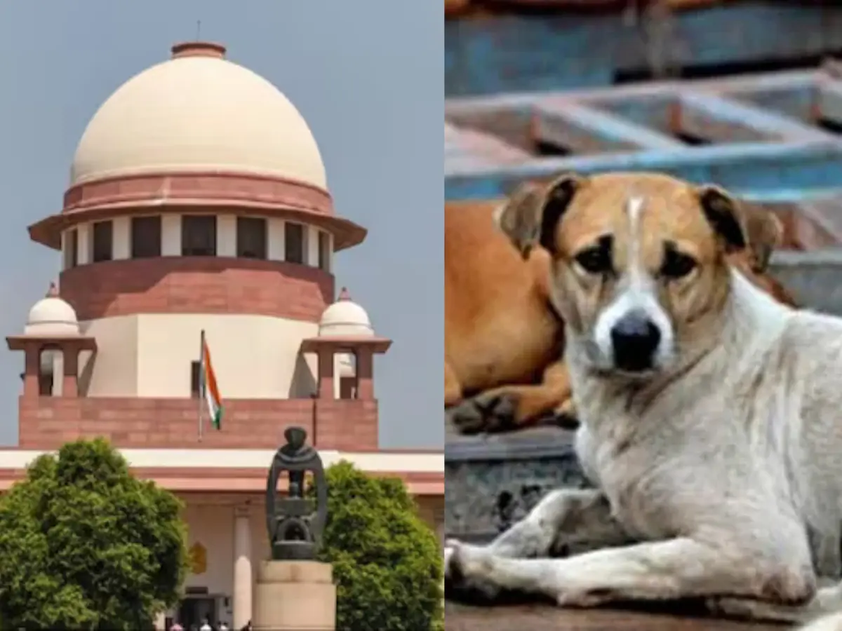 Indian Supreme Court vs Stray Dogs: The order sounds good but can it survive reality? Indian Supreme Court vs Stray Dogs: The order sounds good but can it survive reality?