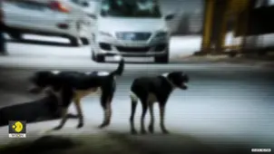 Delhi Dog Crisis: 1 lakh stray dogs, 8 weeks, 0 shelters, will Supreme Court's order work?
