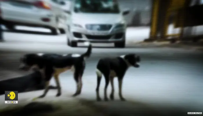 Delhi Dog Crisis: 1 lakh stray dogs, 8 weeks, 0 shelters, will Supreme Court's order work?