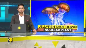 Jellyfish Invasion Disrupts Major Nuclear Power Station in France 