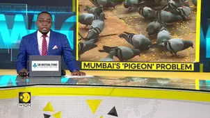 Mumbai Civic Body Plans Controlled Feeding Of Pigeons