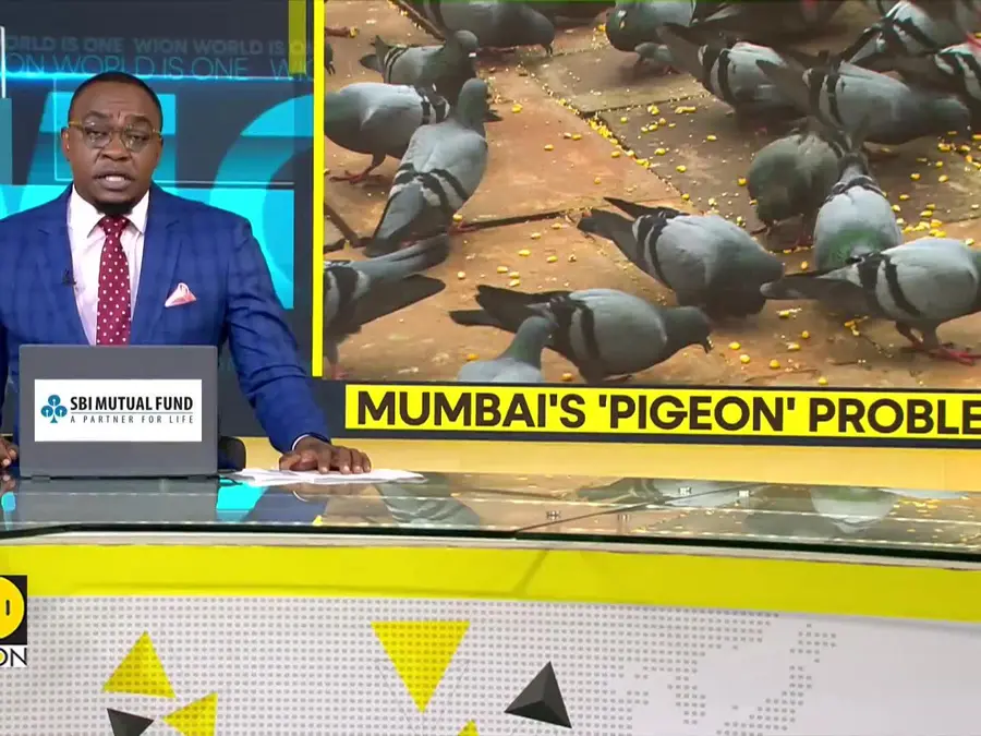 Mumbai Civic Body Plans Controlled Feeding Of Pigeons