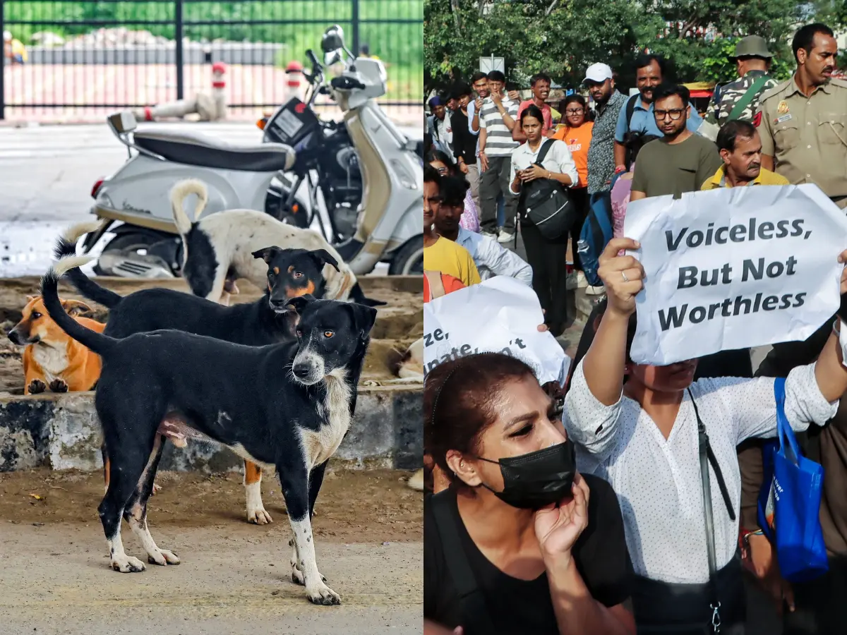 ‘Will look into it’: Chief Justice of India responds to uproar over Supreme Court's Delhi-NCR stray dog ban ‘Will look into it’: Chief Justice of India responds to uproar over Supreme Court's Delhi-NCR stray dog ban