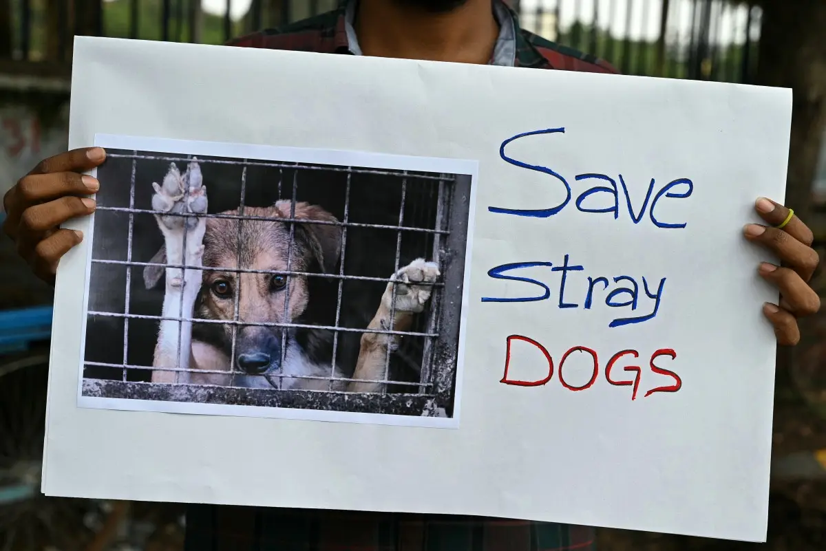Amid raging dog debate, Karnataka MLC's boast: 'Got 2500 killed'