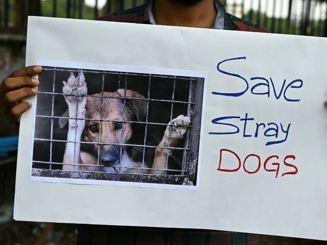 Amid raging dog debate, Karnataka MLC's boast: 'Got 2500 killed' Amid raging dog debate, Karnataka MLC's boast: 'Got 2500 killed'