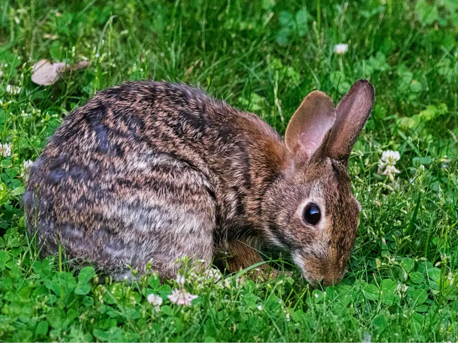LEAVE THEM ALONE: A virus is creating horned 'Frankenstein' rabbits in Colorado, entire Midwest at risk