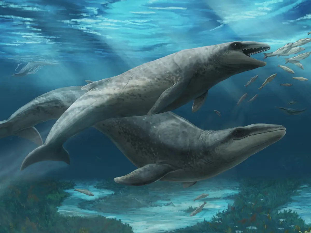 'Small and cute' terrifying predator roamed Australian waters 26 million years ago 'Small and cute' terrifying predator roamed Australian waters 26 million years ago