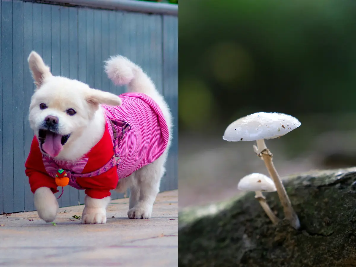 Wild test: China man tries mushrooms on pet before feeding his family; all land in hospital