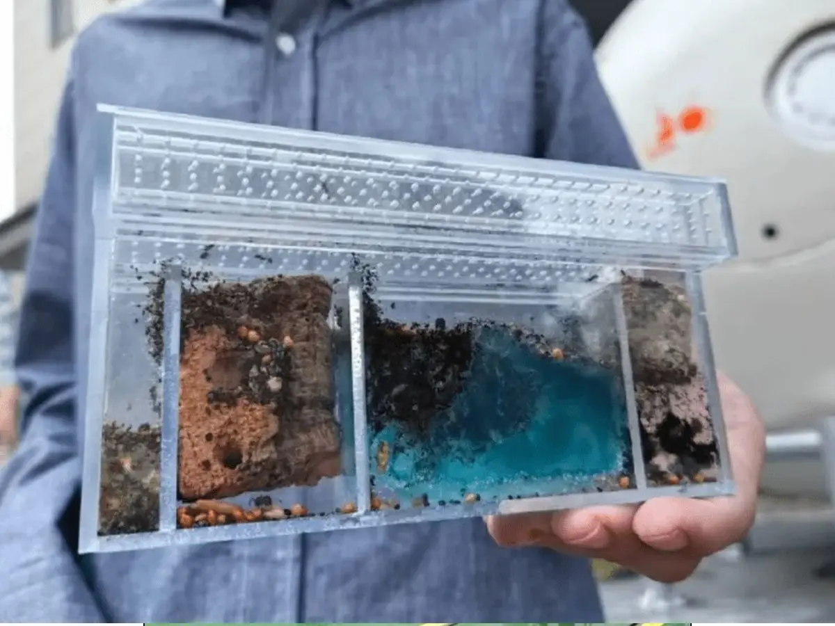 Russian Sent Fruit Flies