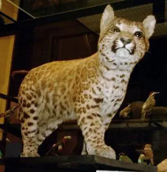 Pumapard