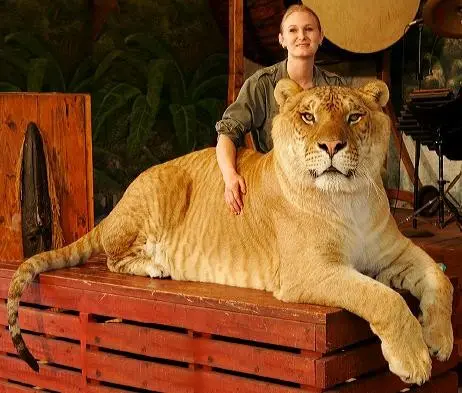 Liger