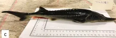 Sturddlefish