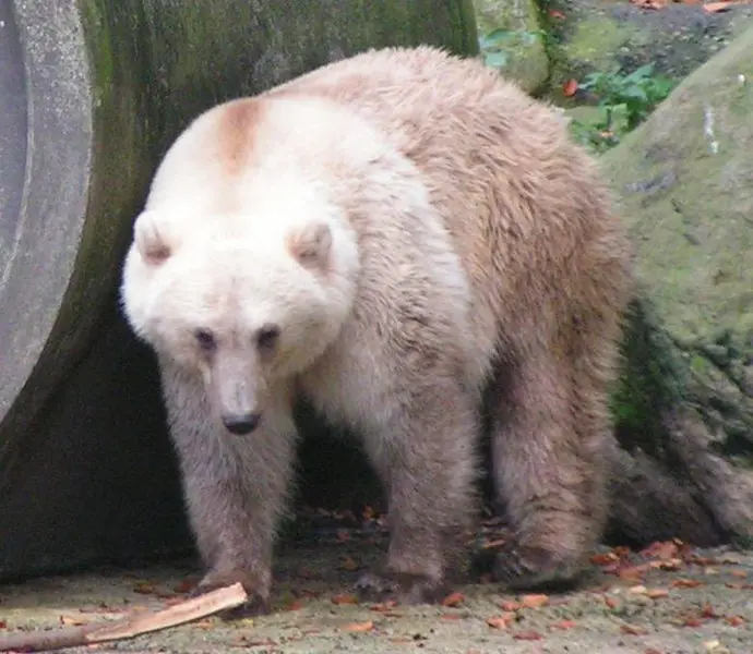 Pizzly / Grolar Bear