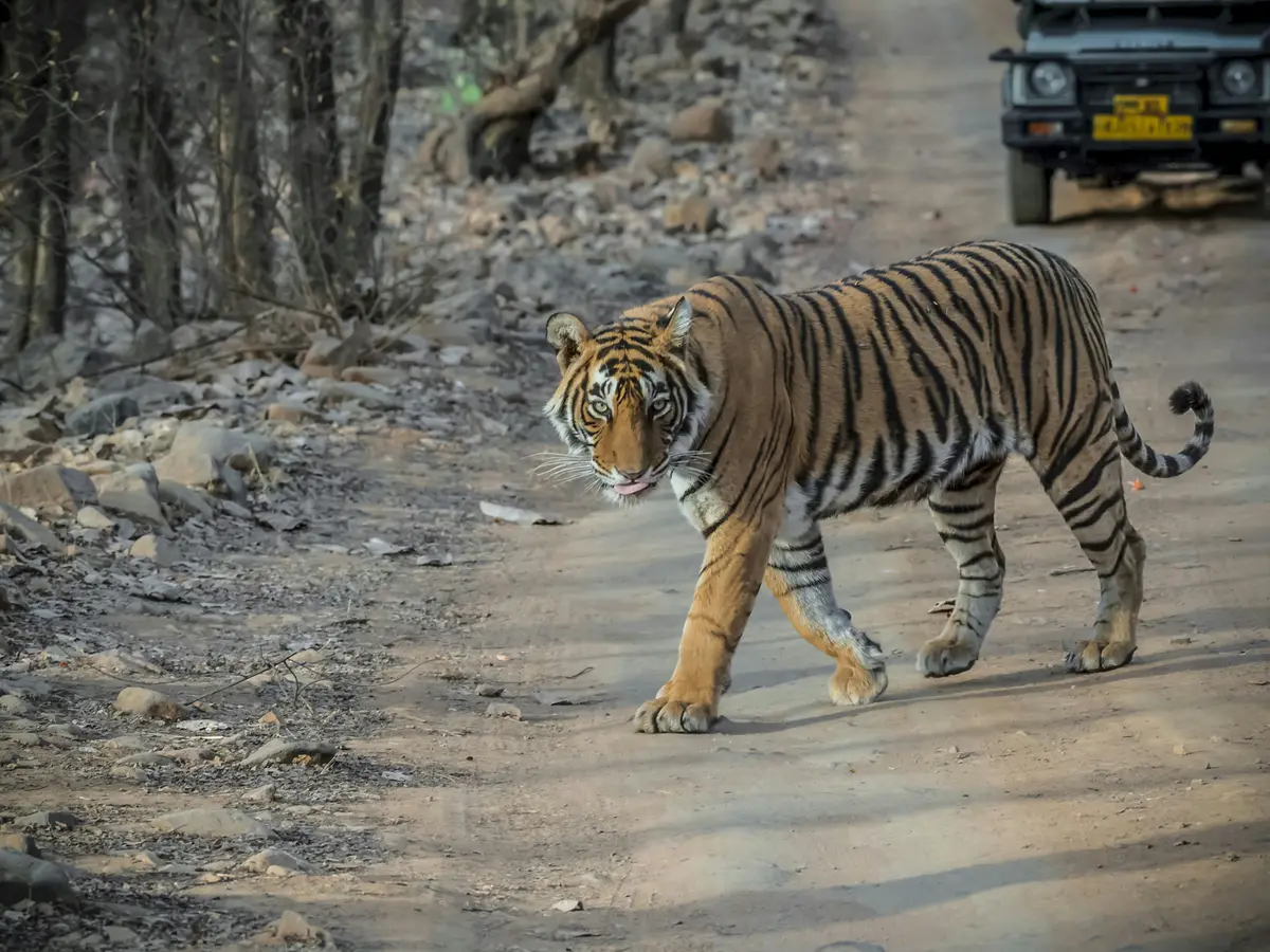 Ranthambore Safari Strands Tourists After Vehicle Failure, Guide Investigated