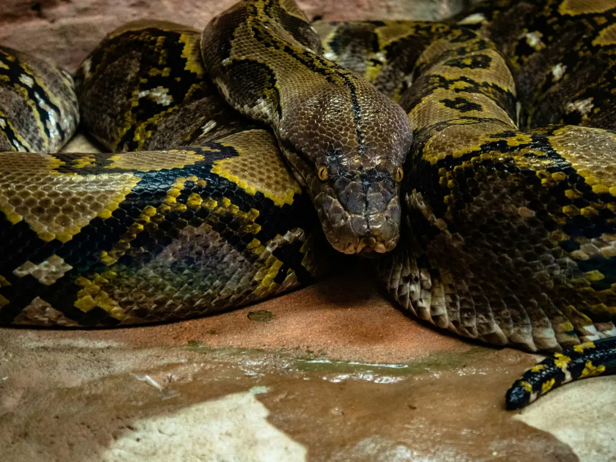 New Anaconda Species Discovered During TV Show Filming
