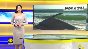 Massive Whale Found Dead on Mexico Beach