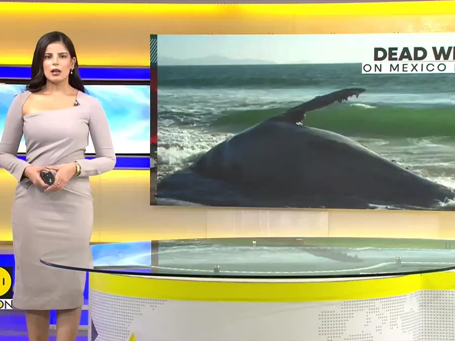 Massive Whale Found Dead on Mexico Beach