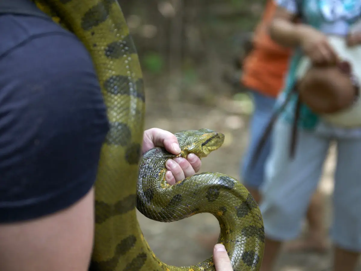 Scientists stumble upon a 20.7 feet green anaconda on TV show. Could 24 foot creatures be next? Scientists stumble upon a 20.7 feet green anaconda on TV show. Could 24 foot creatures be next?