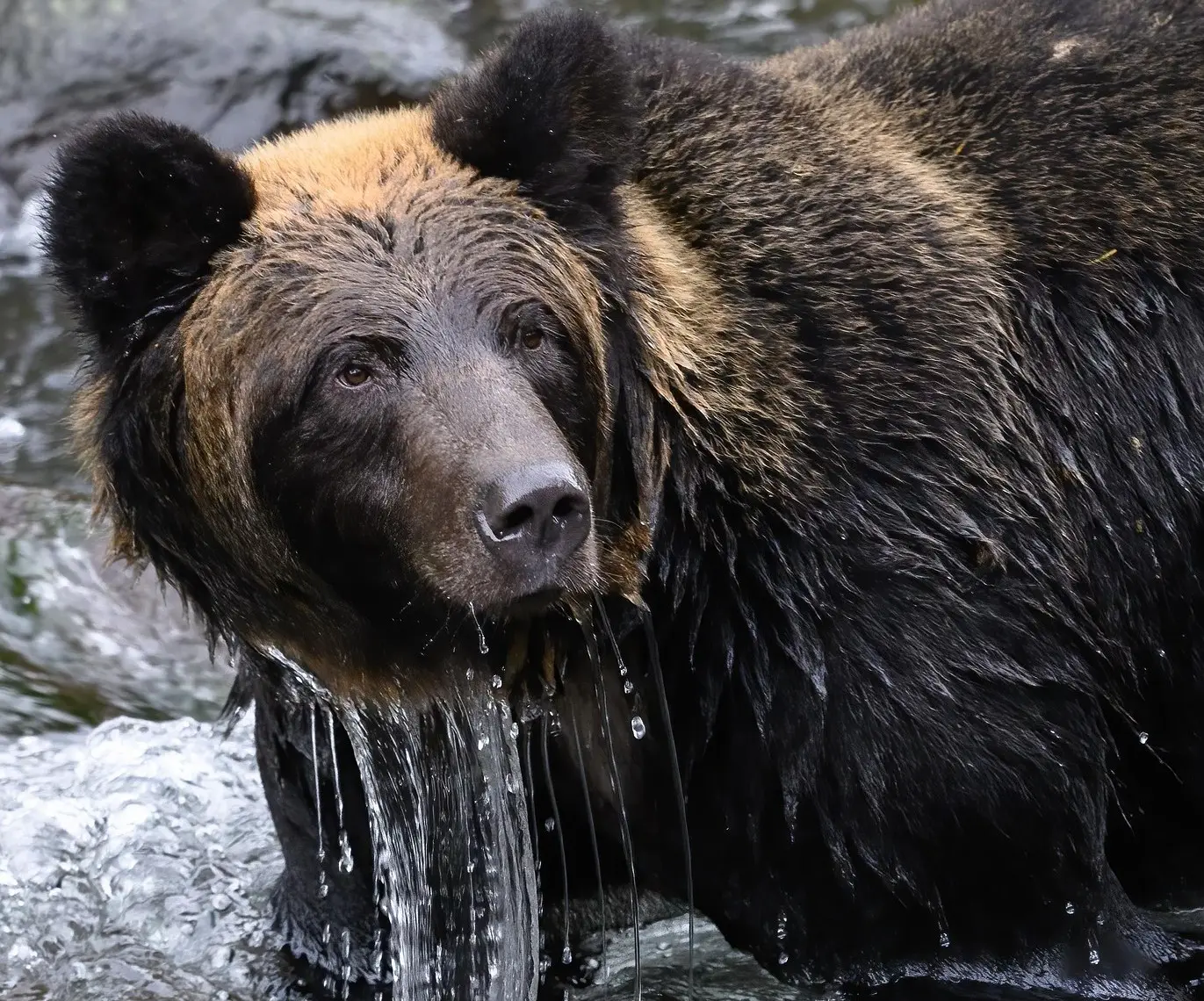 Not a bear attack: 93-year old man was reported killed by animal, turns out his son murdered him