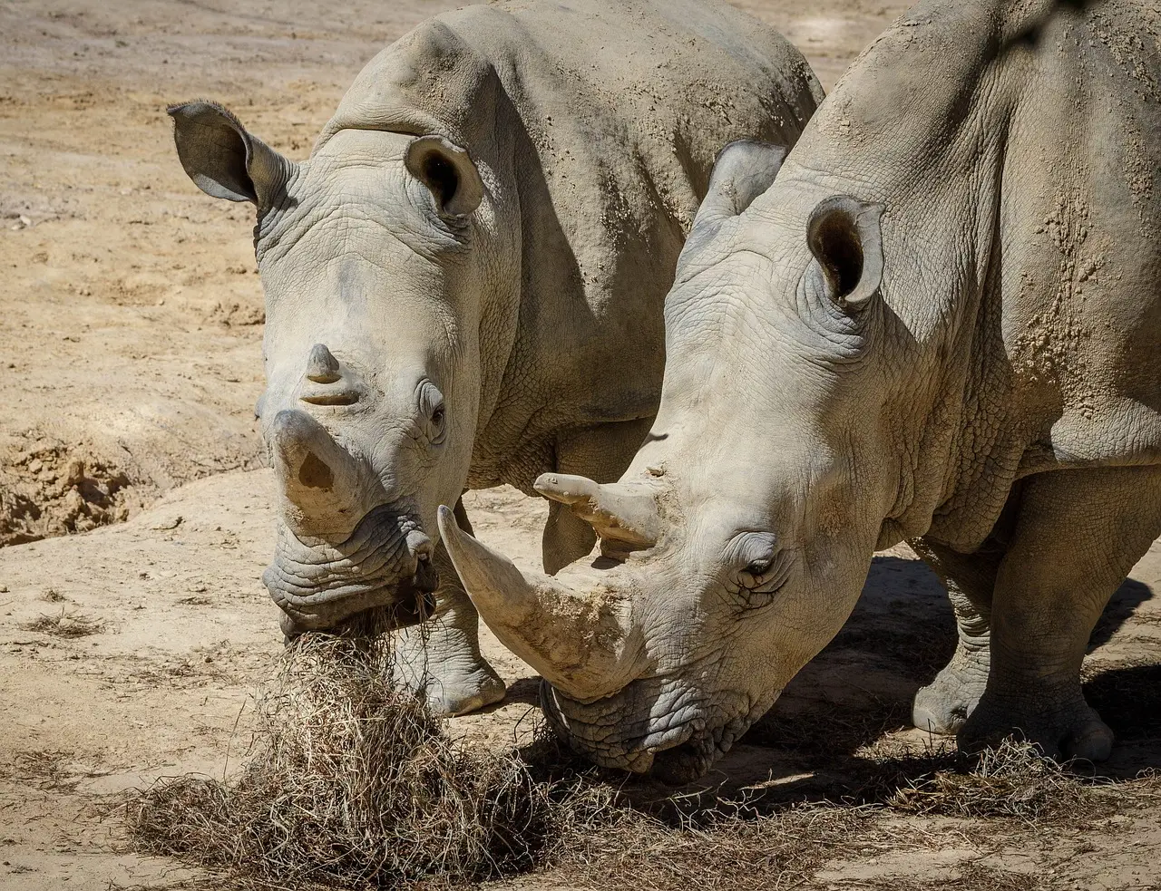 Man who once owned one of world's largest rhino farms charged with smuggling horns worth $14 million
