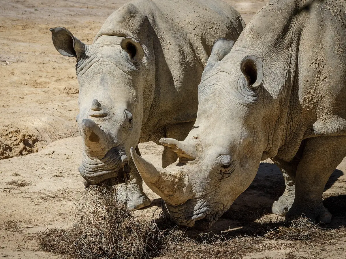 Former Rhino Farm Owner Charged with $14M Horn Smuggling