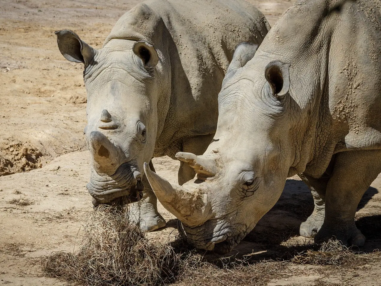 Man who once owned one of world's largest rhino farms charged with smuggling horns worth $14 million Man who once owned one of world's largest rhino farms charged with smuggling horns worth $14 million