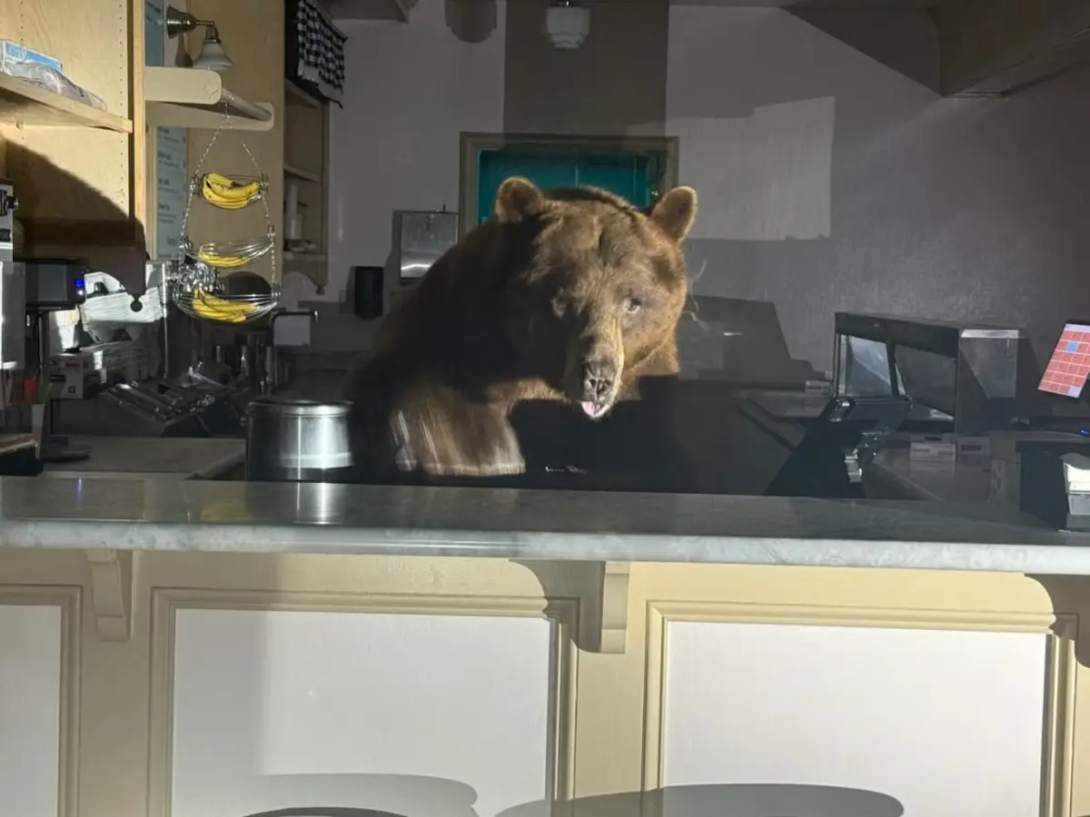 Bear breaks into ice cream shop chooses strawberry over choclate, Tahoe locals stunned