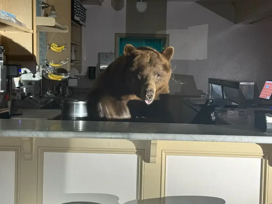 Bear breaks into ice cream shop chooses strawberry over choclate, Tahoe locals stunned