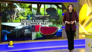 Shanghai heatwave: Ice, mist & AC for suffering animals