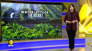 Invasive Plant Threatens El Salvador’s Largest Lake