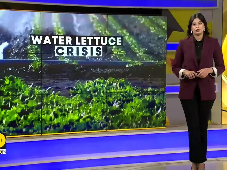 Invasive Plant Threatens El Salvador’s Largest Lake