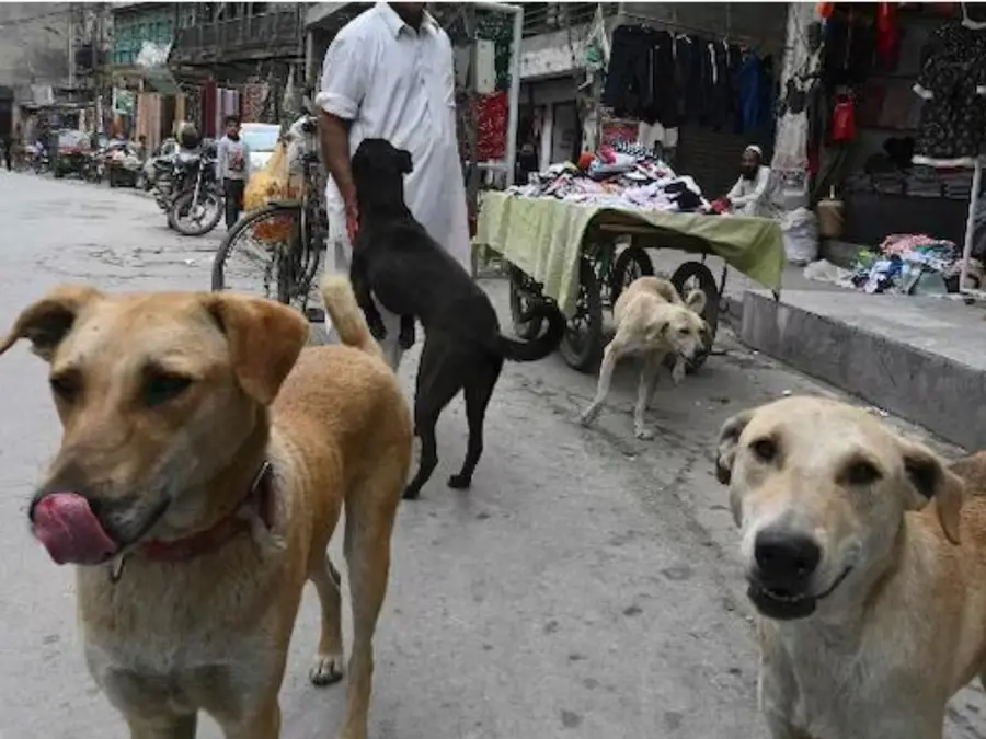 In Supreme Court order, big direction to stray dog feeders | Top points on verdict