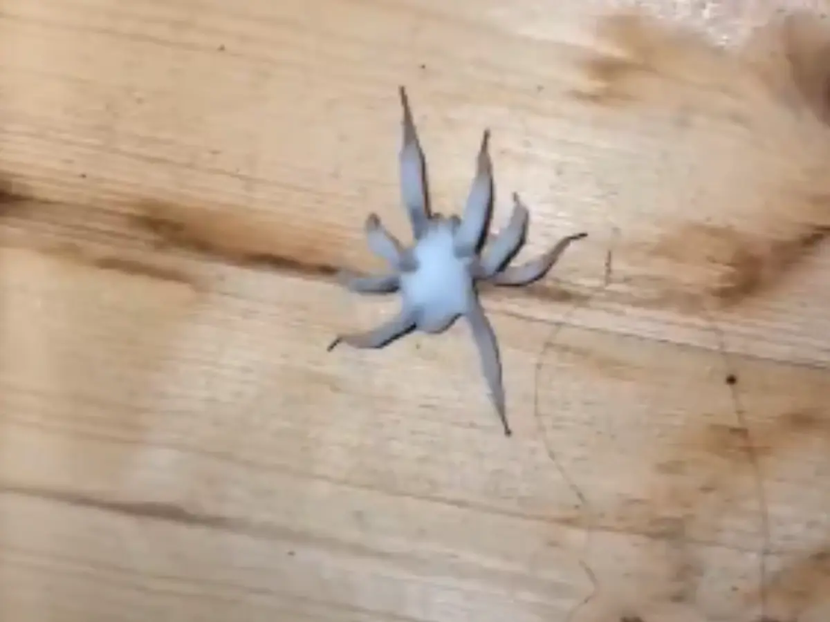 Zombie spiders infected by a fungus invade US homes. People fear 'The Last of Us'-like apocalypse. Can it infect humans? Zombie spiders infected by a fungus invade US homes. People fear 'The Last of Us'-like apocalypse. Can it infect humans?