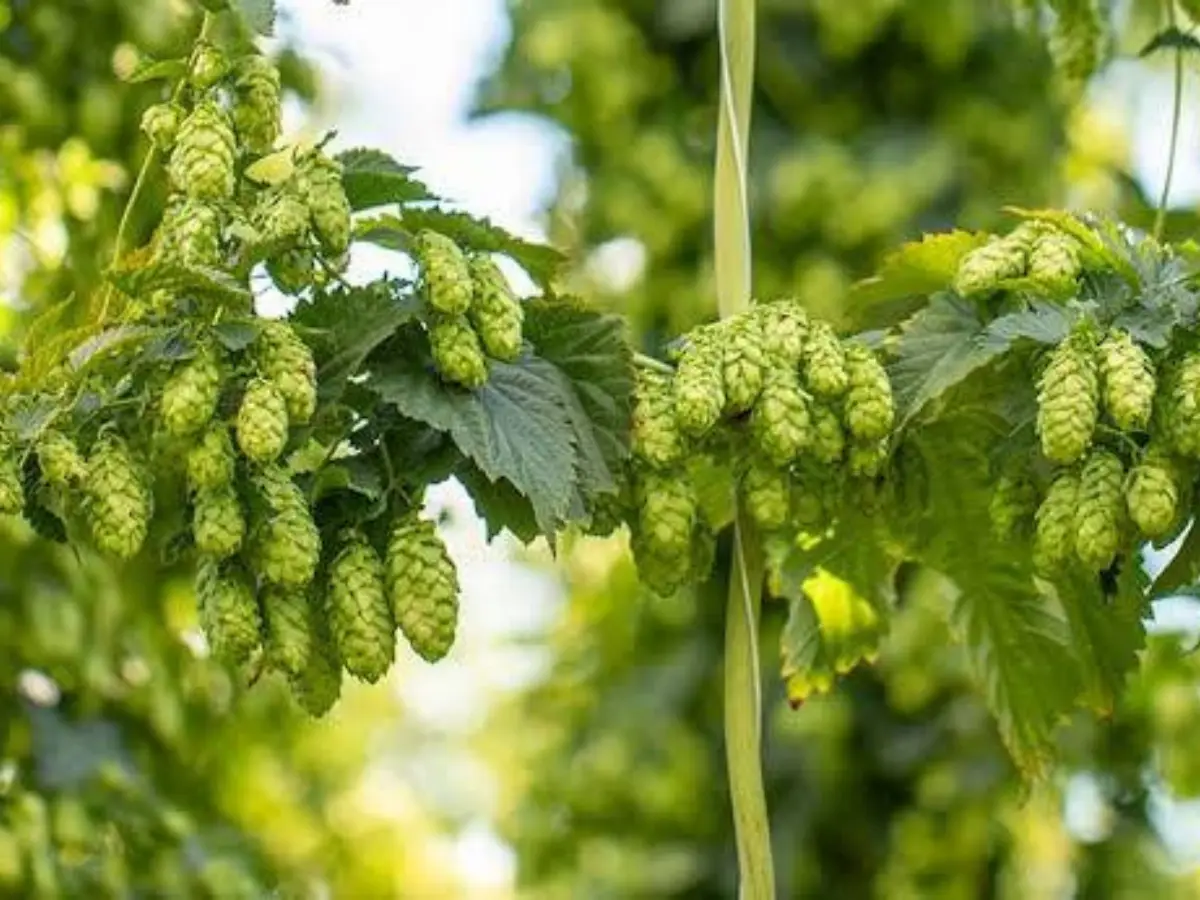 Hop shoots- The luxury vegetable so pricy its compared to gold, why is it so rare?