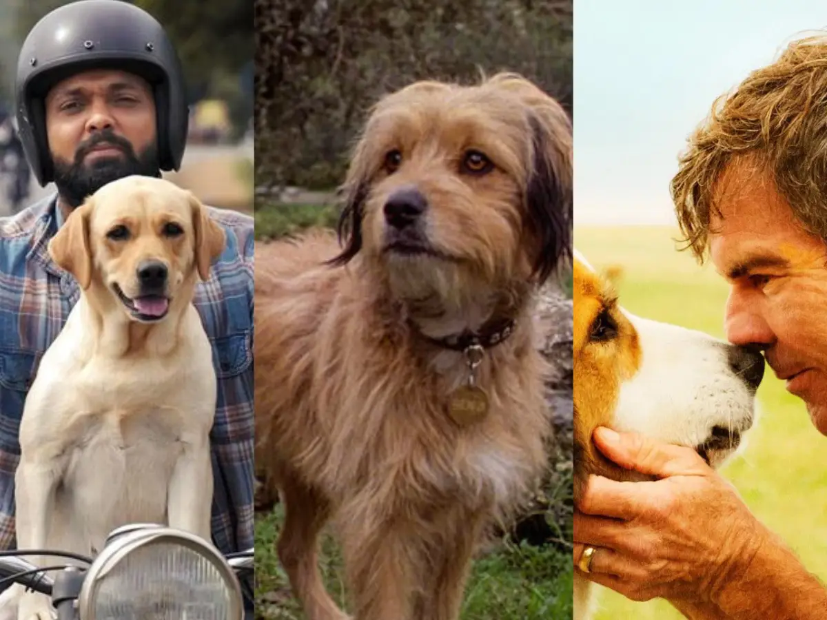Best dog movies: From Marley & Me to 777 Charlie – Films that prove ...
