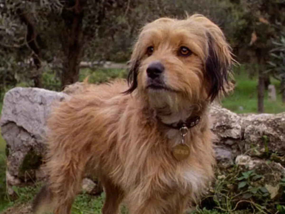Benji
